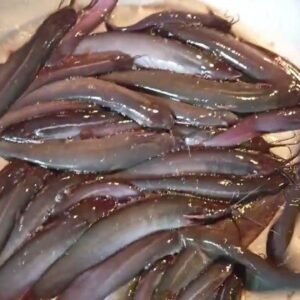 Walking catfish 1 KG