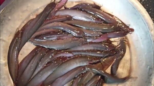 Walking catfish 1 KG