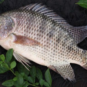Tilapia Fish 1 KG
