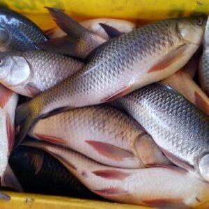 Rohu Fish